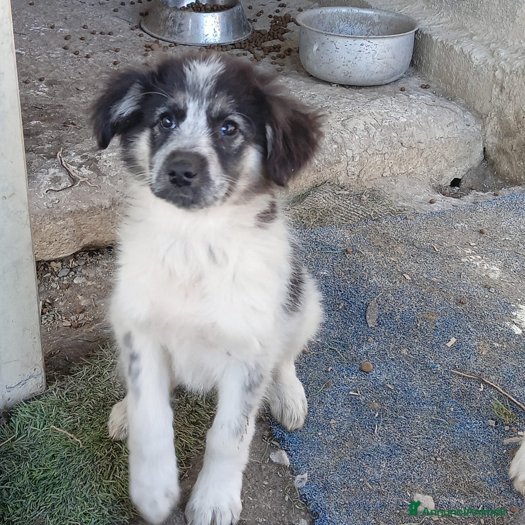 Meticcio cani in regalo:  POIS - Annuncio 1