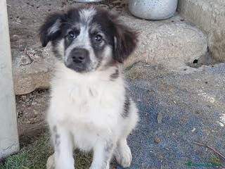 Meticcio cani POIS - Annuncio 29