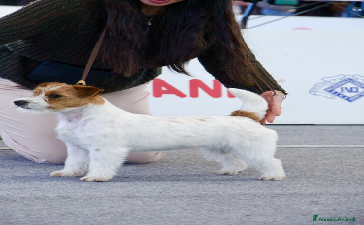 Jack Russell cani a Provincia di Parma - Annuncio 3