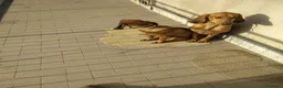 Segugio cani in vendita: Cucciolata Segugi italiani a Provincia di Asti - Annuncio 2