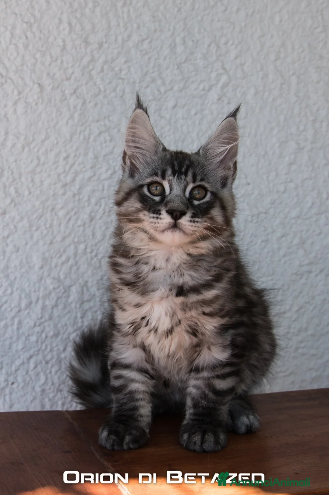 Maine Coon gatti in vendita: Cucciolo Maine Coon Alta Genealogia a Città metropolitana di Roma Capitale - Annuncio 2