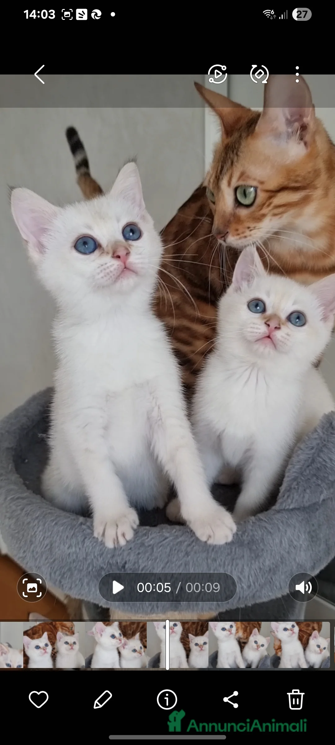 Scottish gatti in vendita: Gattini disponibili  - Annuncio 8