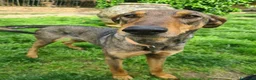 Dobermann cani in regalo: ARTU', magnifico mix DOBERMANN - Annuncio 7