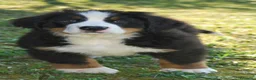 Bovaro del Bernese cani in vendita: Splendidi cuccioli disponibili per la consegna a Provincia di Terni - Annuncio 7