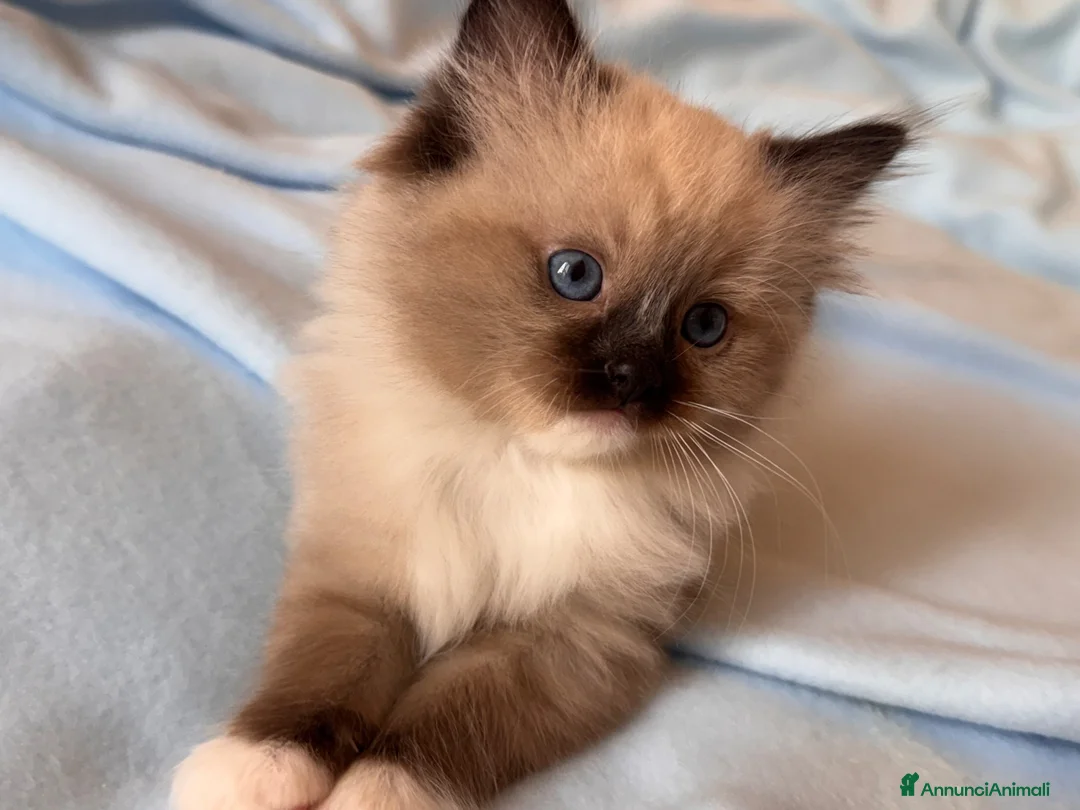 Ragdoll gatti in vendita: Ragdoll seal point mitted - Annuncio 1