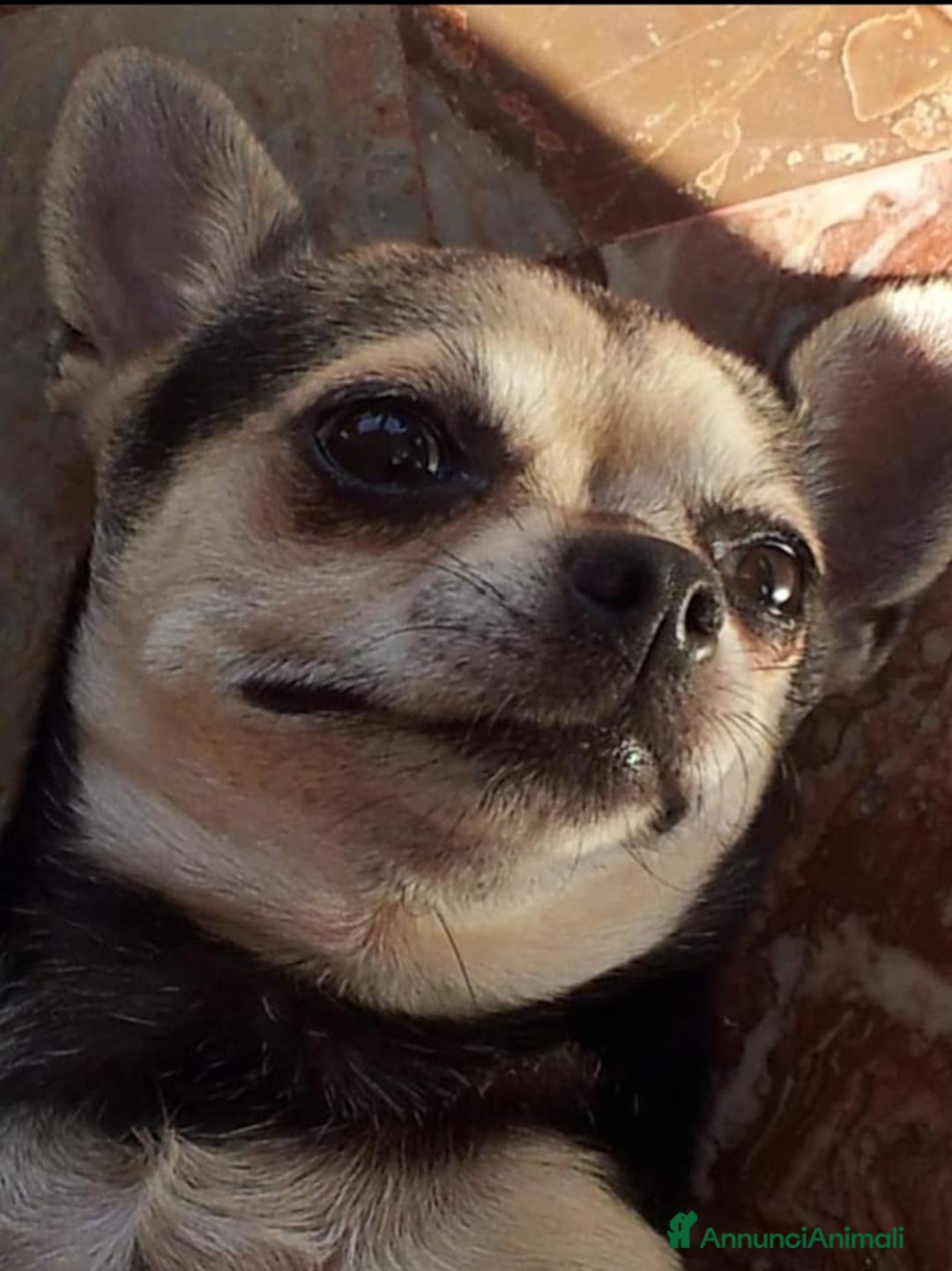 Immagine della galleria {{count}}