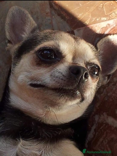 Immagine della galleria {{count}}