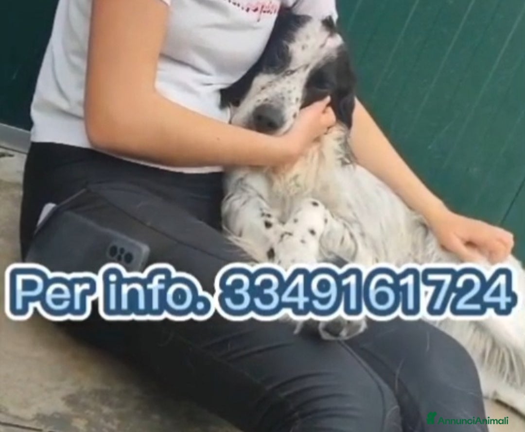 Setter Inglese cani in regalo: Setter inglese 10anni IPOVEDENTE SOS CASA BRESCIA - Annuncio 4