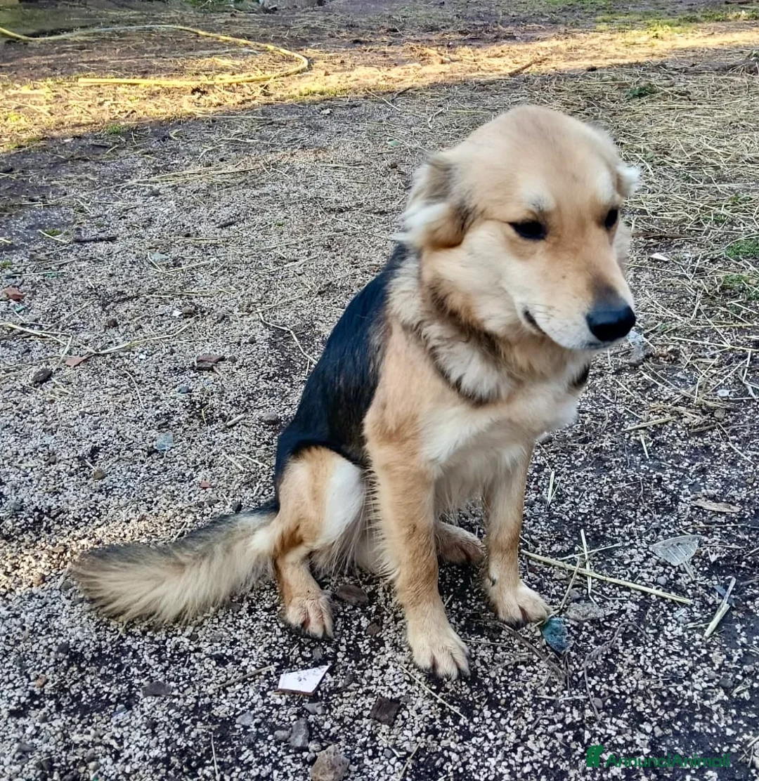 Meticcio cani in regalo: Derivato lupo cecoslovacco 2 anni  - Annuncio 5