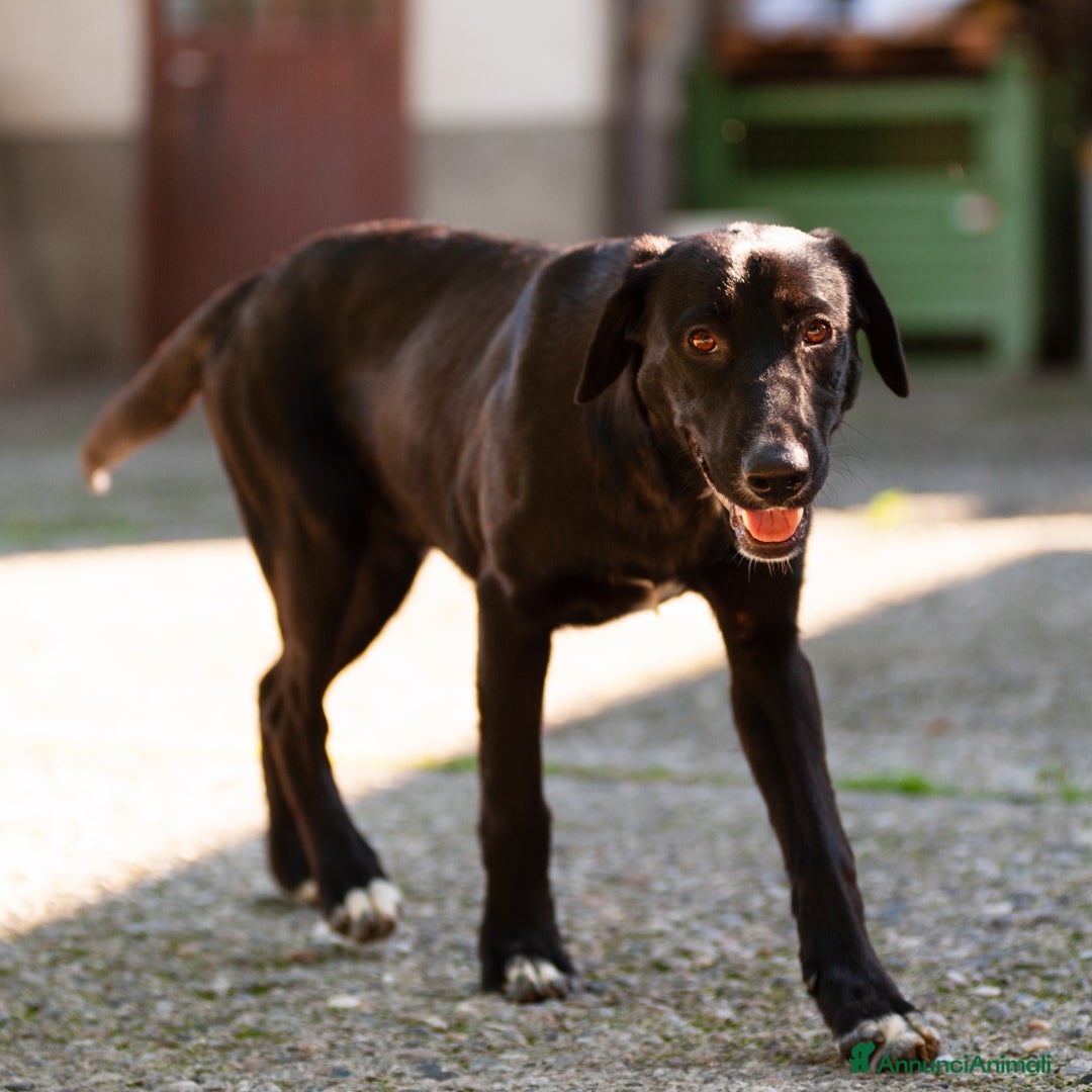 Altre razze cani in regalo: DORIS - Annuncio 5