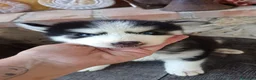 Husky cani in vendita: Cuccioli di siberian husky - Annuncio 8