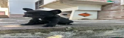 Bulldog Francese cani in vendita: bulldog francese nero tigrato  - Annuncio 5