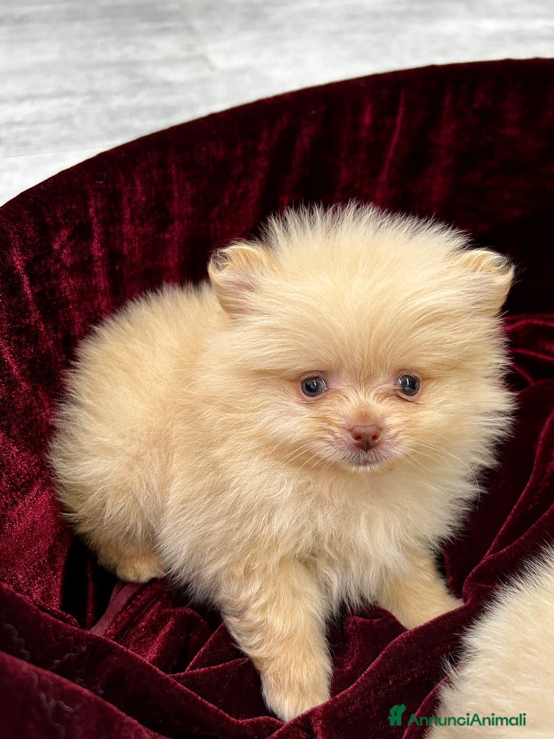 Spitz cani in vendita: Spitz tedesco nano - Annuncio 5