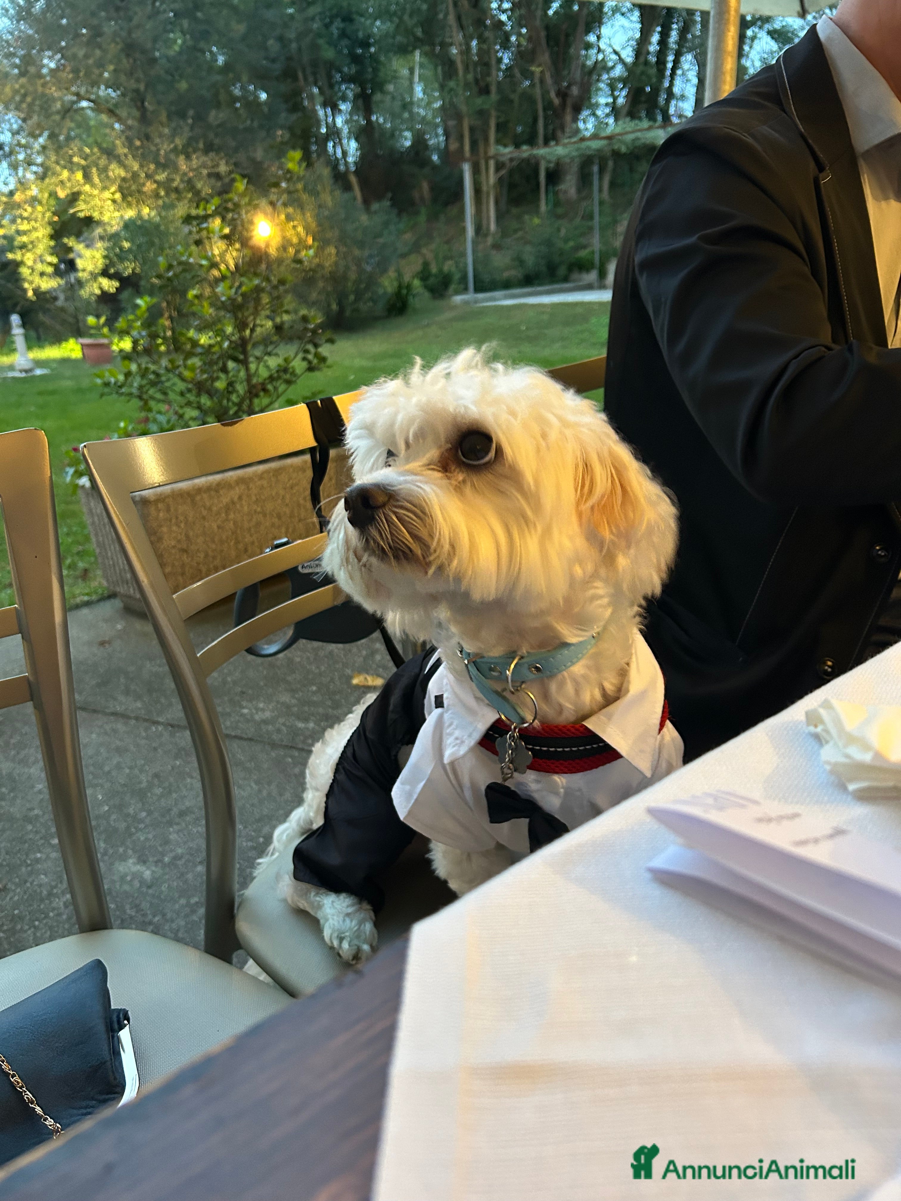 Maltese cani Cerco fidanzatina per il mio cagnolino  - Annuncio 1