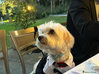 Maltese cani Cerco fidanzatina per il mio cagnolino - Annuncio 9