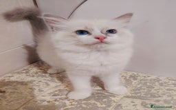 Ragdoll gatti in vendita: Cucciola Ragdoll con pedigree  a Città Metropolitana di Torino - Immagine 3