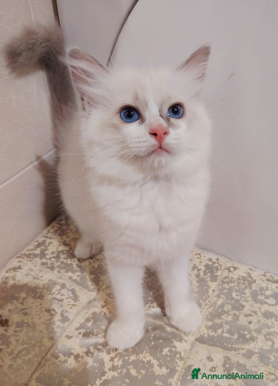 Ragdoll gatti in vendita: Cucciola Ragdoll con pedigree  a Città Metropolitana di Torino - Immagine 3