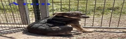Meticcio cani in regalo: Aron e Jago dolcissimi cuccioli in adozione - Annuncio 3