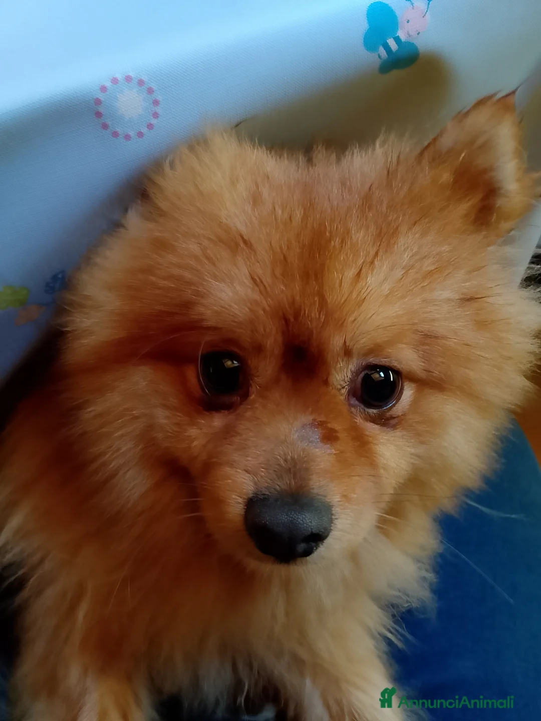 Volpino Pomerania cani in vendita: Volpino  - Annuncio 1