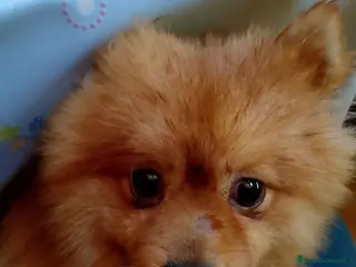 Volpino Pomerania cani Volpino - Annuncio 35