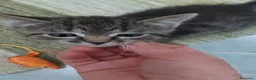 Europeo gatti in regalo: Ariella e Archimede sognano casa! - Annuncio 4
