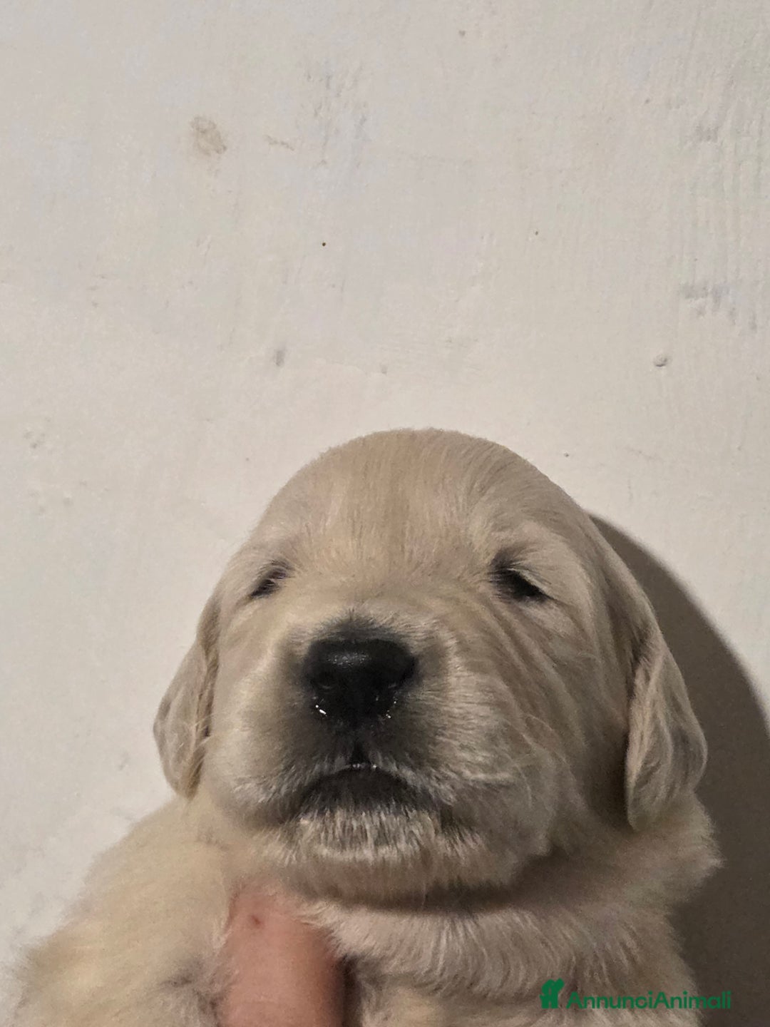 Golden Retriever cani in vendita: Cucciolata golden retriever - Annuncio 2