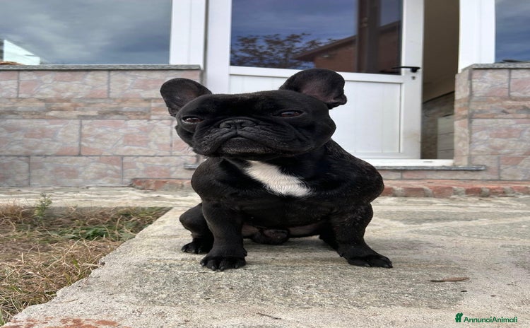 Bulldog Francese cani a Provincia di Asti - Annuncio 2