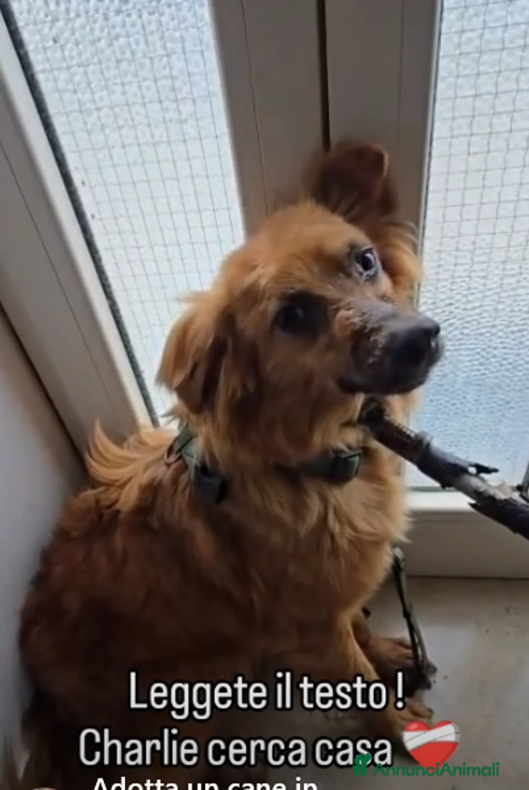 Volpino Italiano cani in regalo: CI VUOLE 1 MIRACOLO!:lesh,diffidente, morirà inbox - Annuncio 1