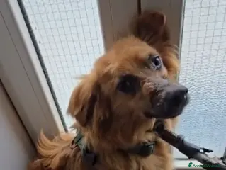 Volpino Italiano cani in regalo: CI VUOLE 1 MIRACOLO!:lesh,diffidente, morirà inbox - Annuncio 4