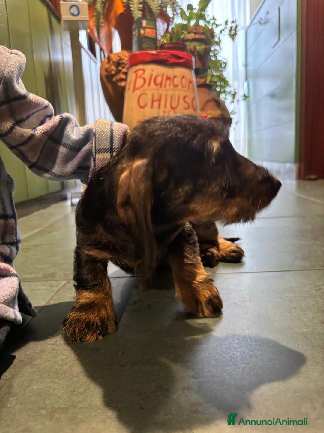 Bassotto cani in vendita: Si vende bassotto nano tedesco a pelo duro - Annuncio 6