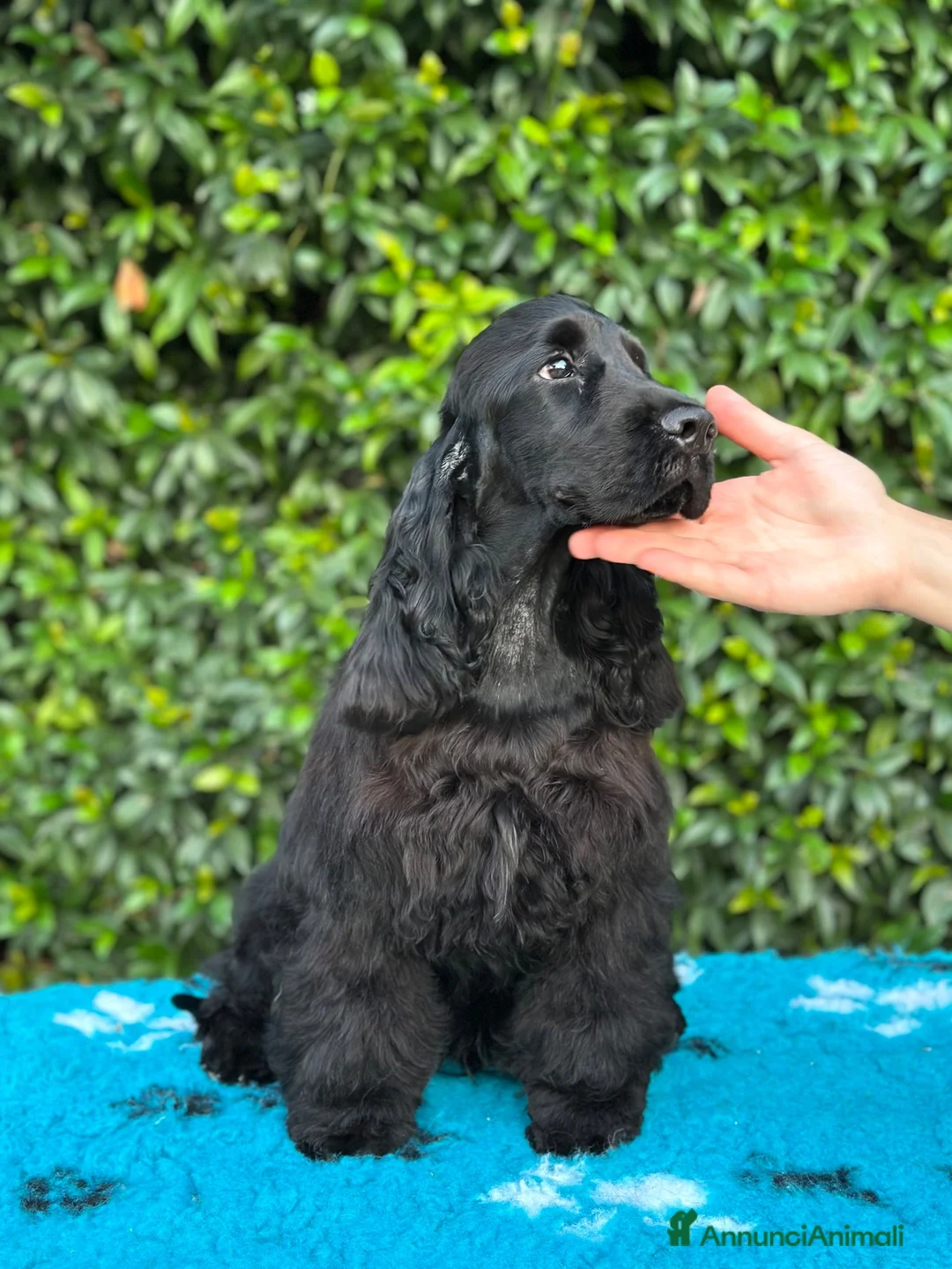 Cocker cani in vendita: Cocker spaniel inglese  - Annuncio 2