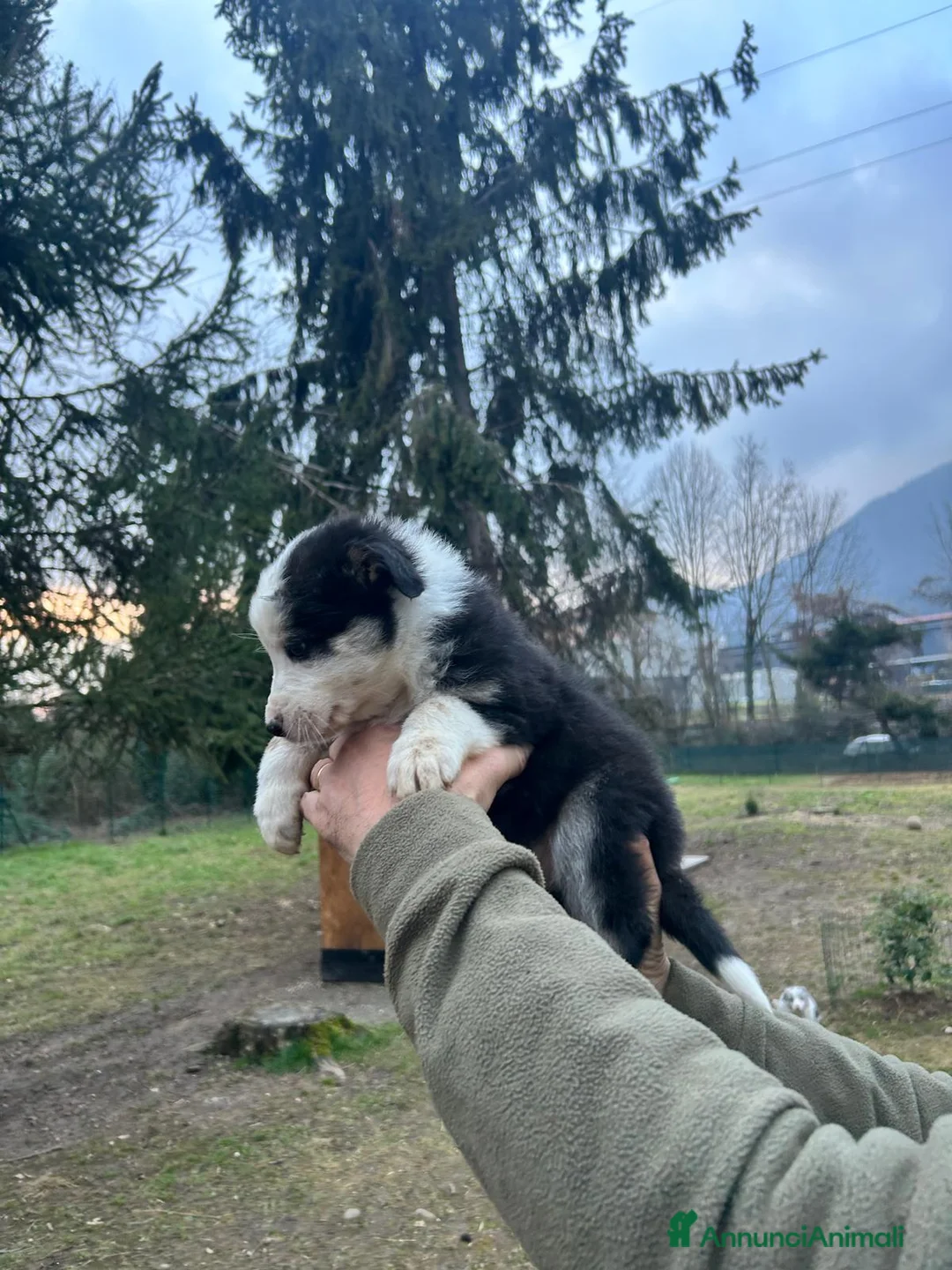 Border Collie cani in vendita:  Cucciolo di Border Collie  - Annuncio 7