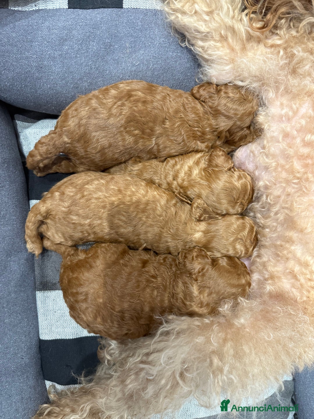 Barboncino cani in vendita: Barboncini nanetti 🐩🐩🐩 - Immagine 24