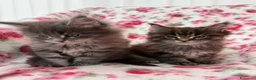 Maine Coon gatti in vendita: 2 gattini Maine Coon allevati in casa - Annuncio 3