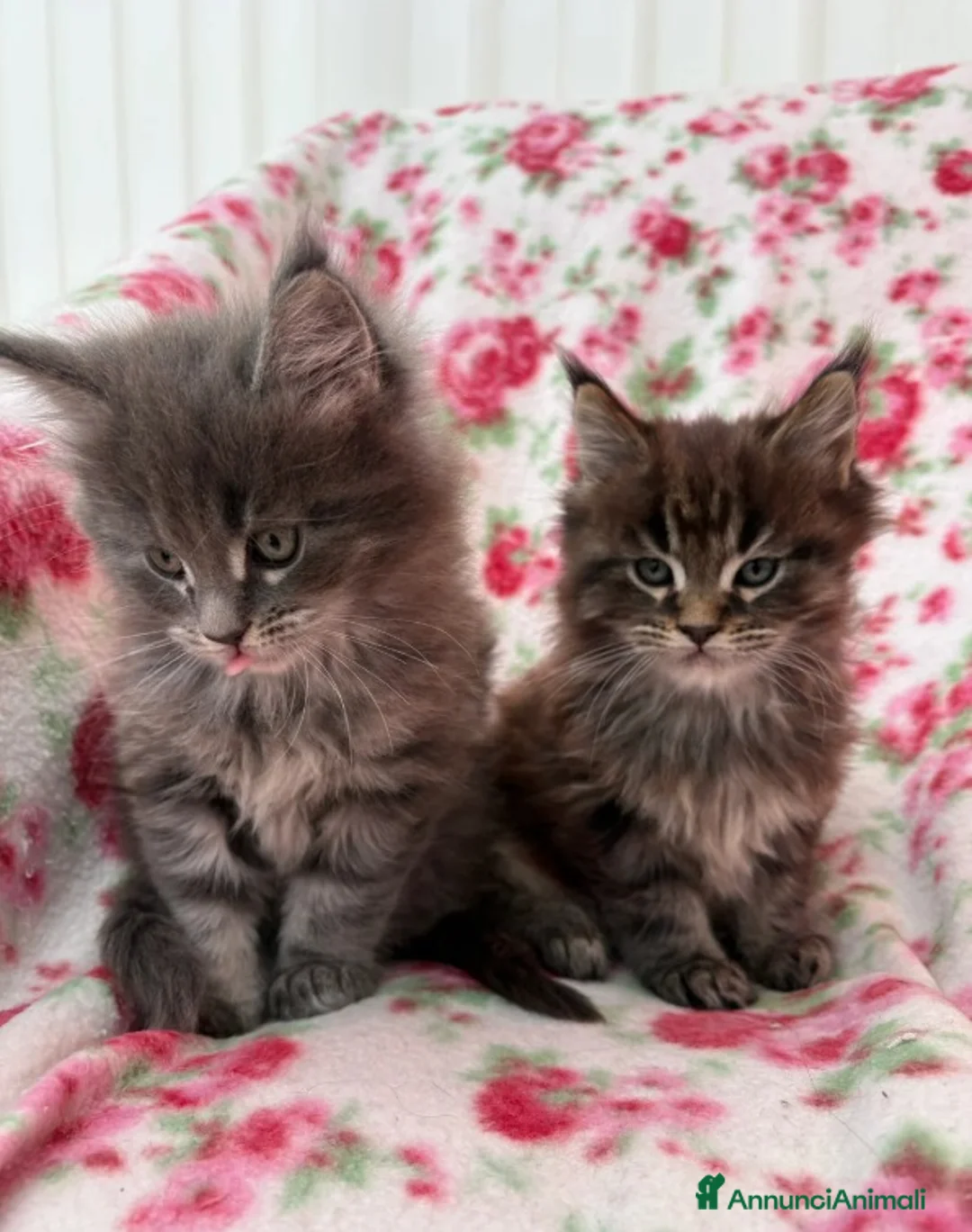 Maine Coon gatti in vendita: 2 gattini Maine Coon allevati in casa - Annuncio 3