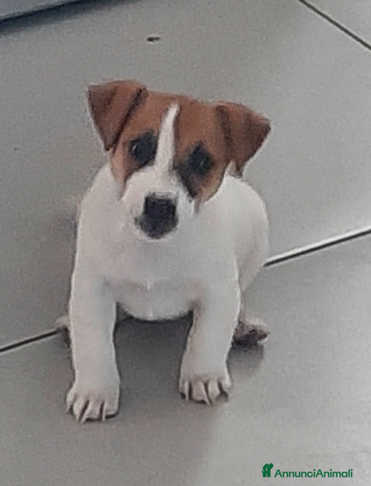 Jack Russell cani Cuccioli di Jack Russell con pedigree - Annuncio 2