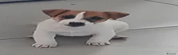 Jack Russell cani in vendita: Cuccioli di Jack Russell con pedigree - Annuncio 1