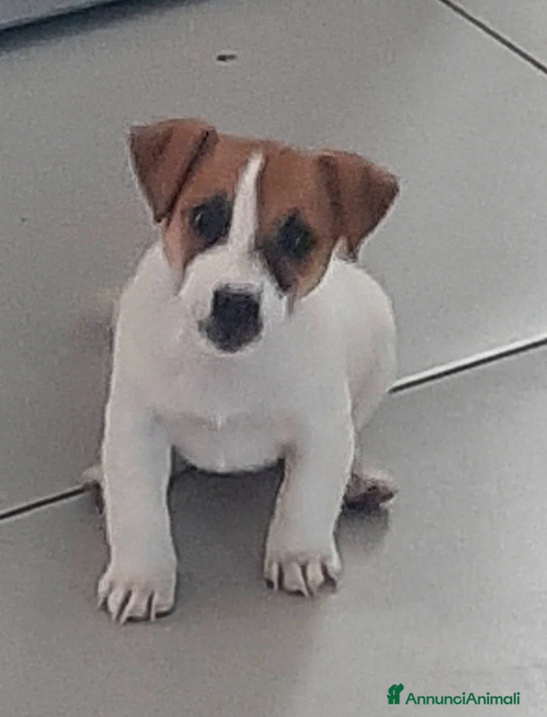 Jack Russell cani in vendita: Cuccioli di Jack Russell con pedigree - Annuncio 1