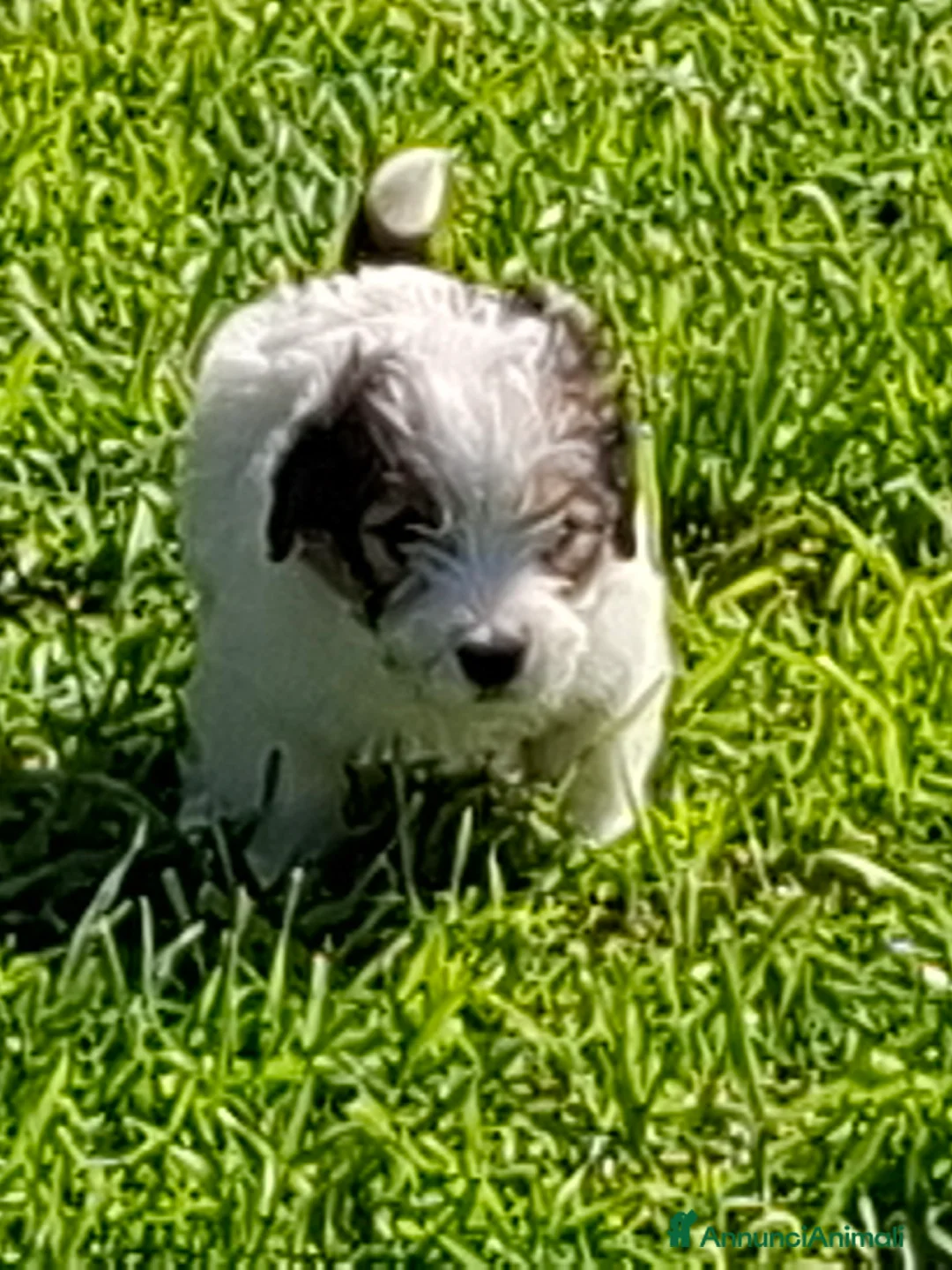 Jack Russell cani in vendita: Cucciolo Jack Russell pelo ruvido  - Annuncio 2