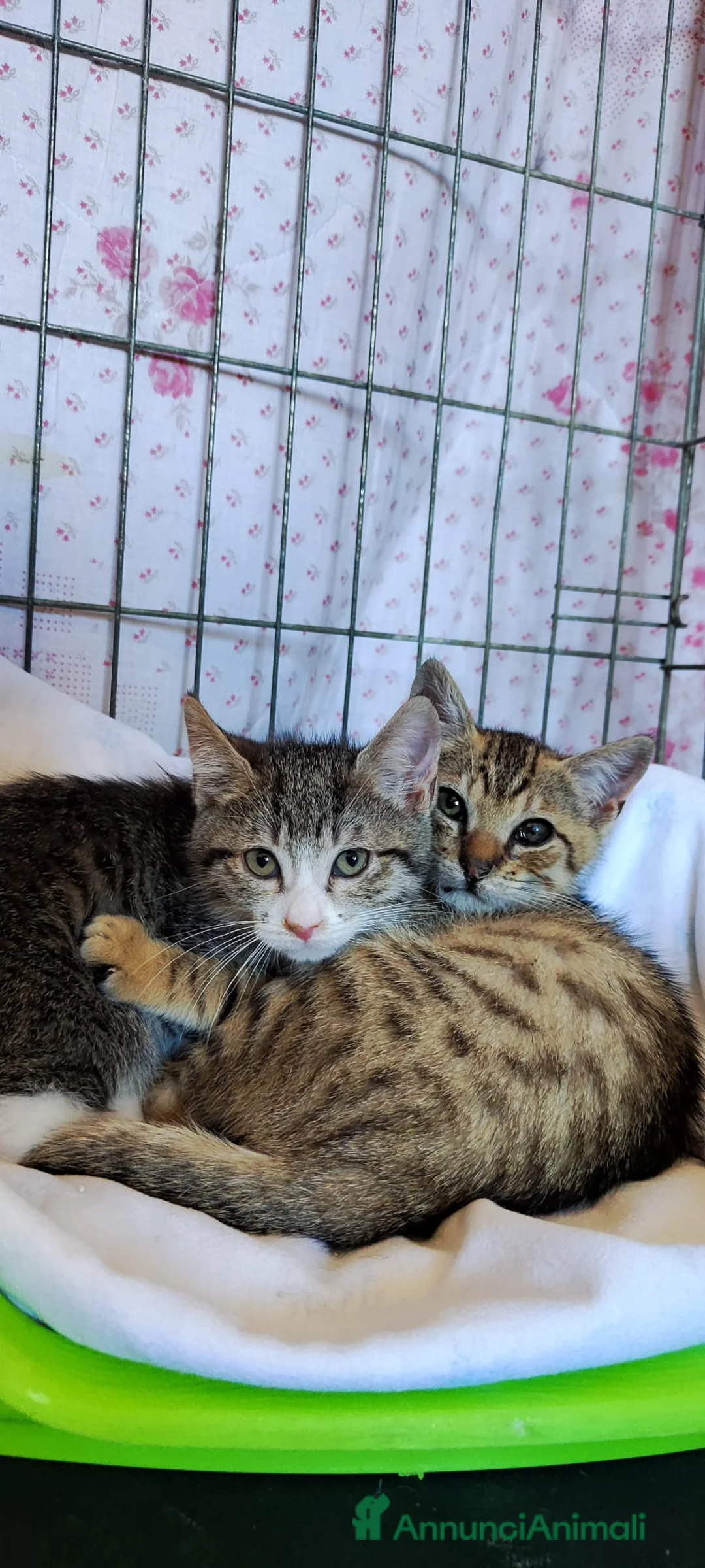 Meticcio gatti in regalo: Artù gattino affettuoso - Annuncio 2