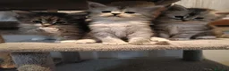 Maine Coon gatti in vendita: splendici cuccioli maine coon - Annuncio 1