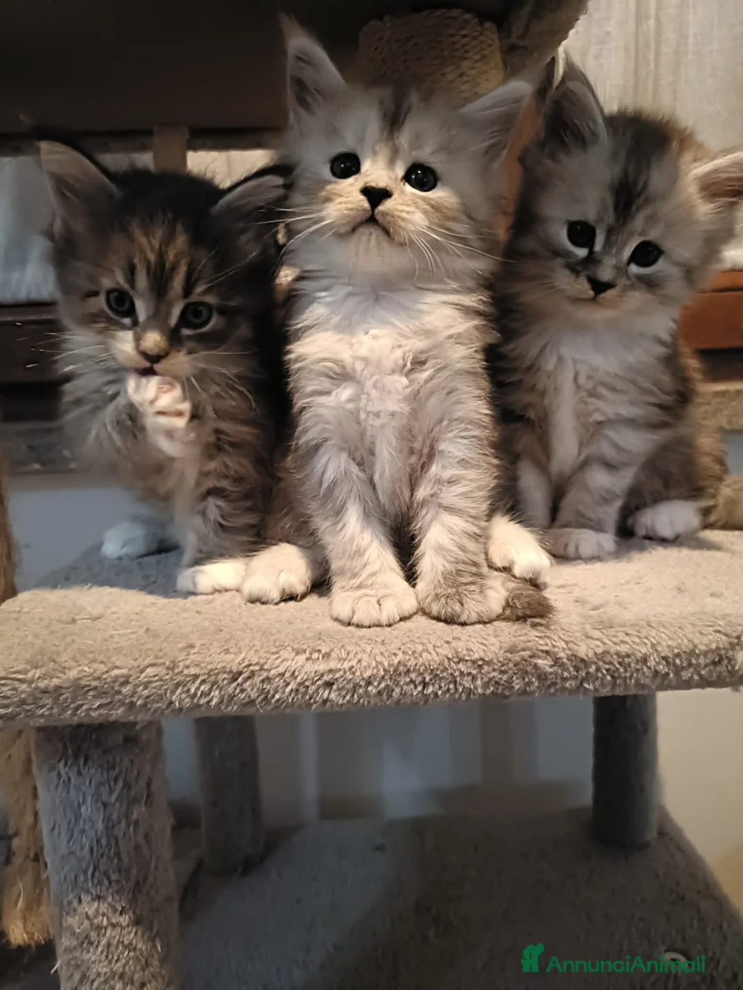 Maine Coon gatti in vendita: splendici cuccioli maine coon - Annuncio 1