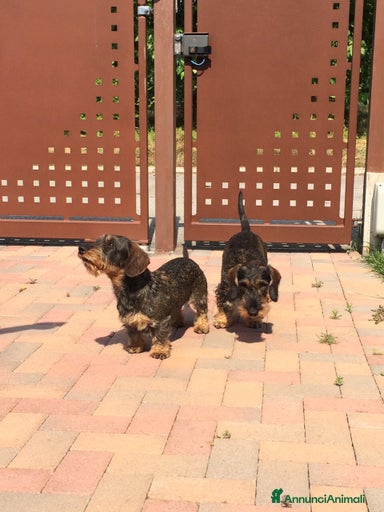 Immagine della galleria {{count}}