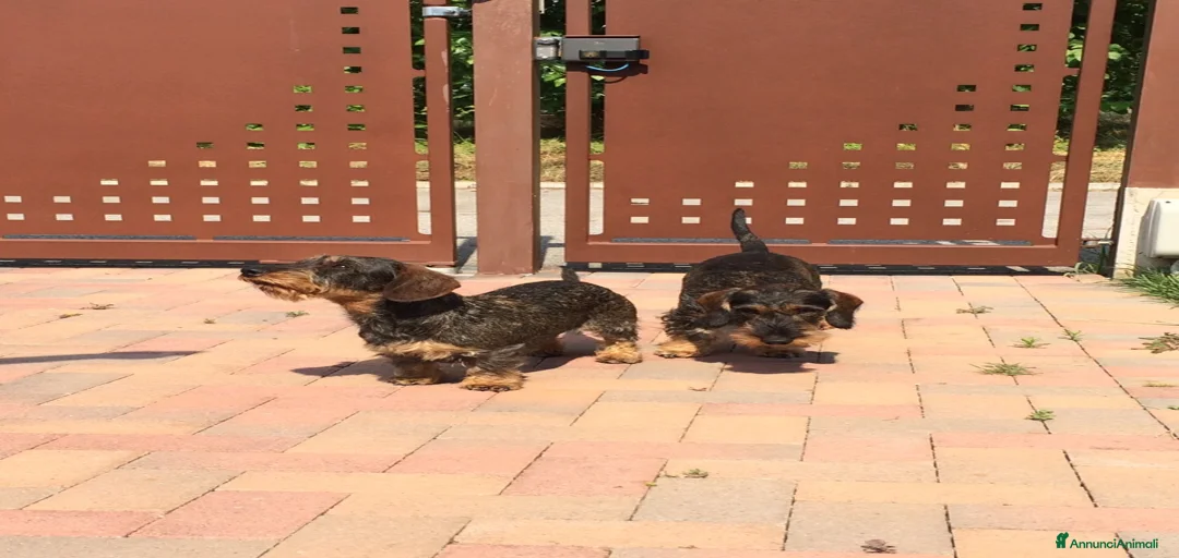 Immagine della galleria {{count}}