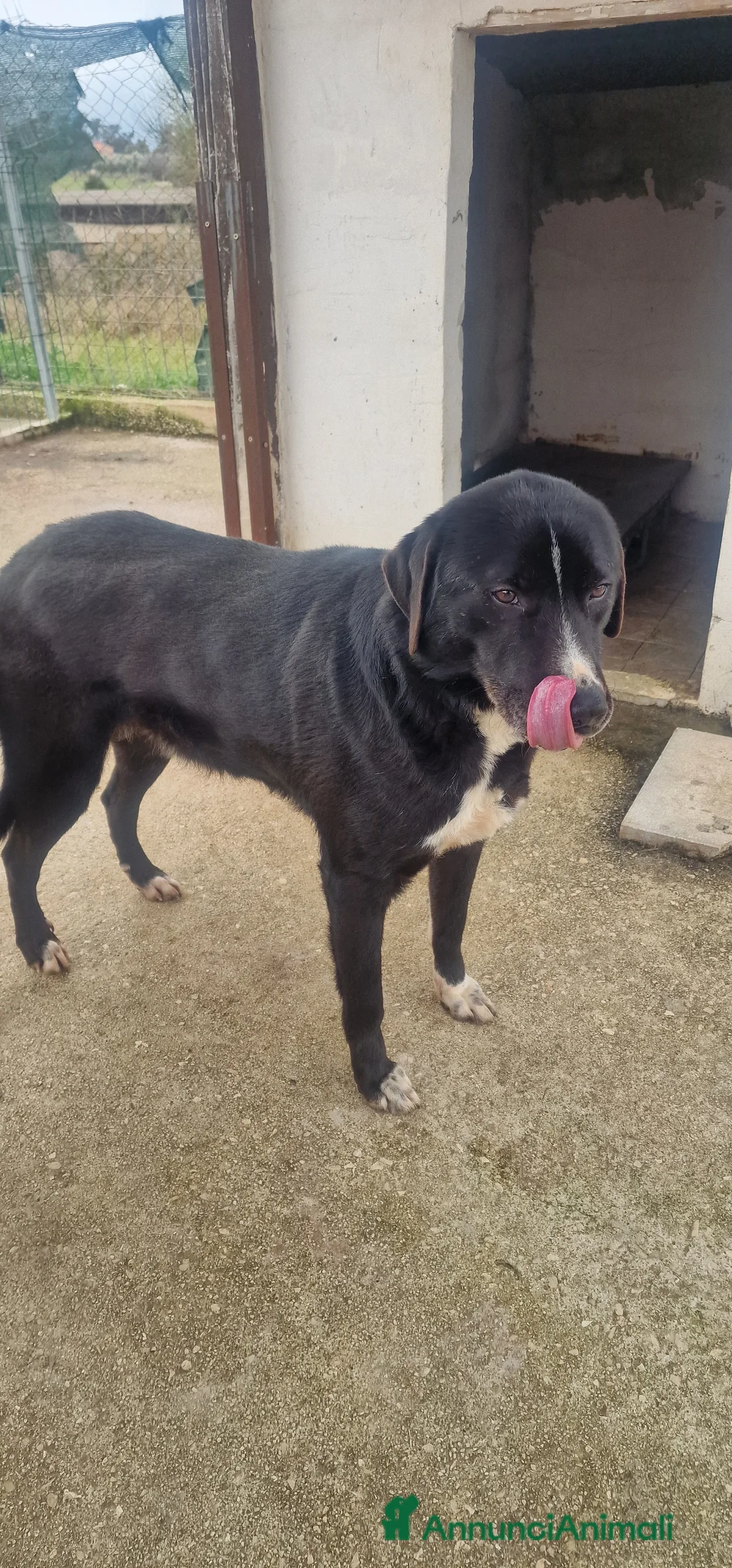 Meticcio cani in regalo: Cocco - Annuncio 3