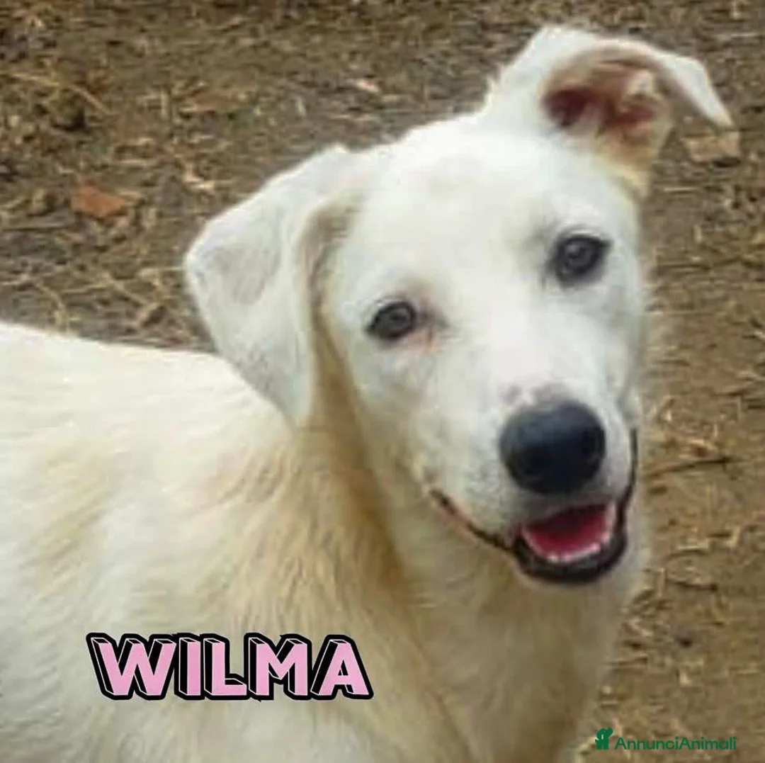 Meticcio cani in regalo: WILMA🩷-cagnolina. Non lasciarla in canile 😞🥺 - Annuncio 4