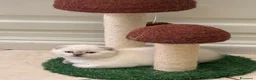 Scottish gatti in vendita: Scottish Fold e Straight - Annuncio 6