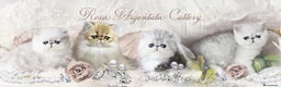 Exotic Shorthair gatti in vendita: Exotic shorthair chinchilla  - Annuncio 4