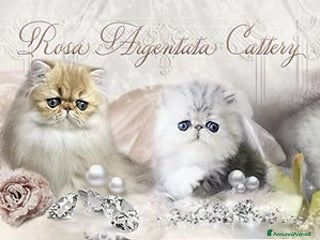 Exotic Shorthair gatti Exotic shorthair chinchilla - Annuncio 2