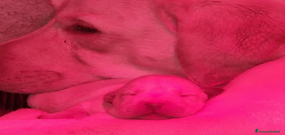 Immagine della galleria {{count}}